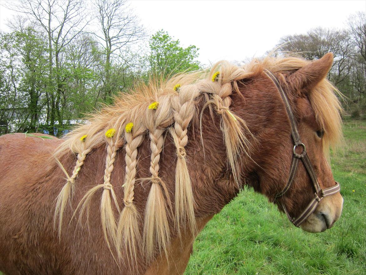 Islænder Ljomi fra Wennersminde billede 13