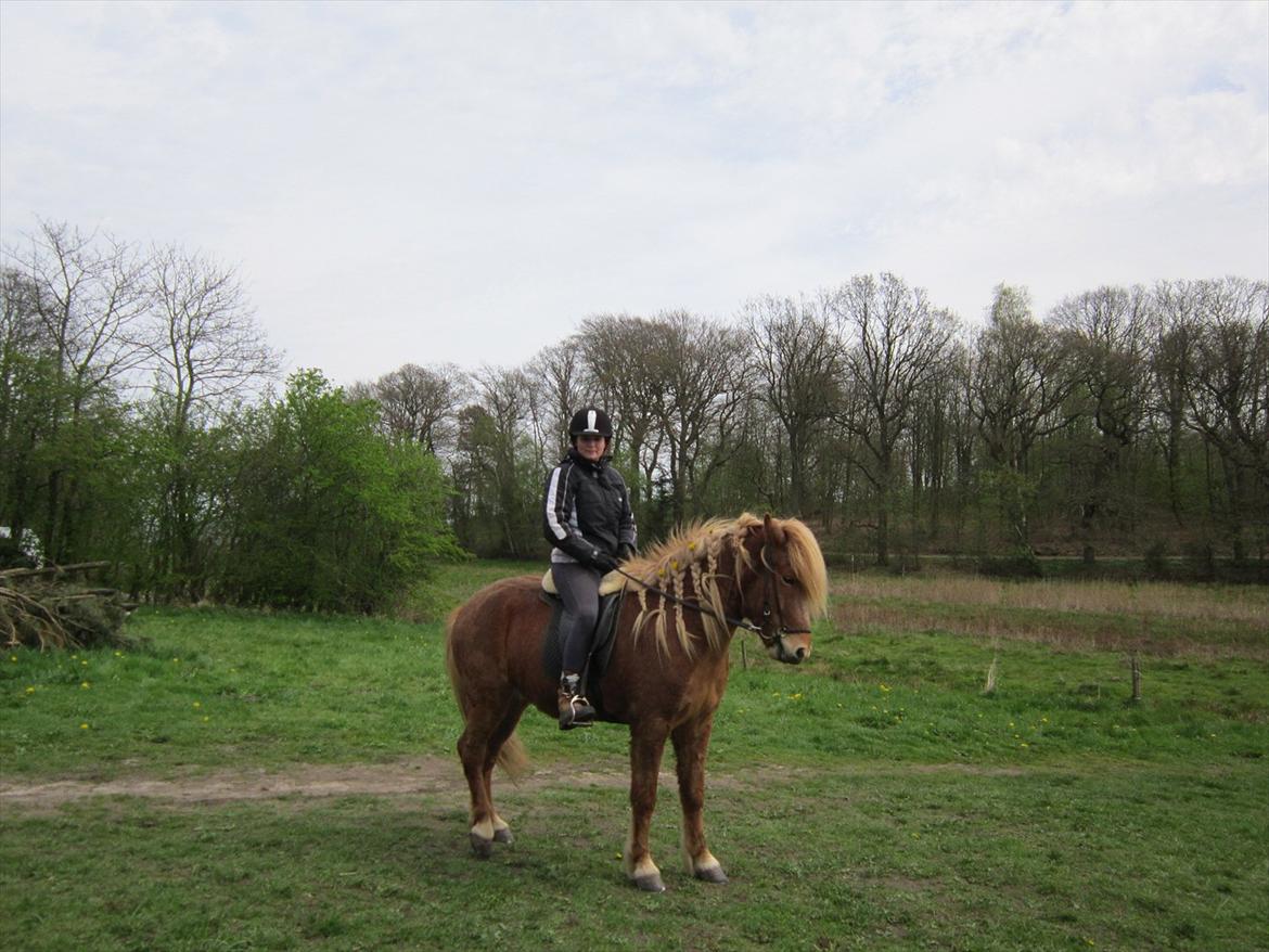 Islænder Ljomi fra Wennersminde billede 14