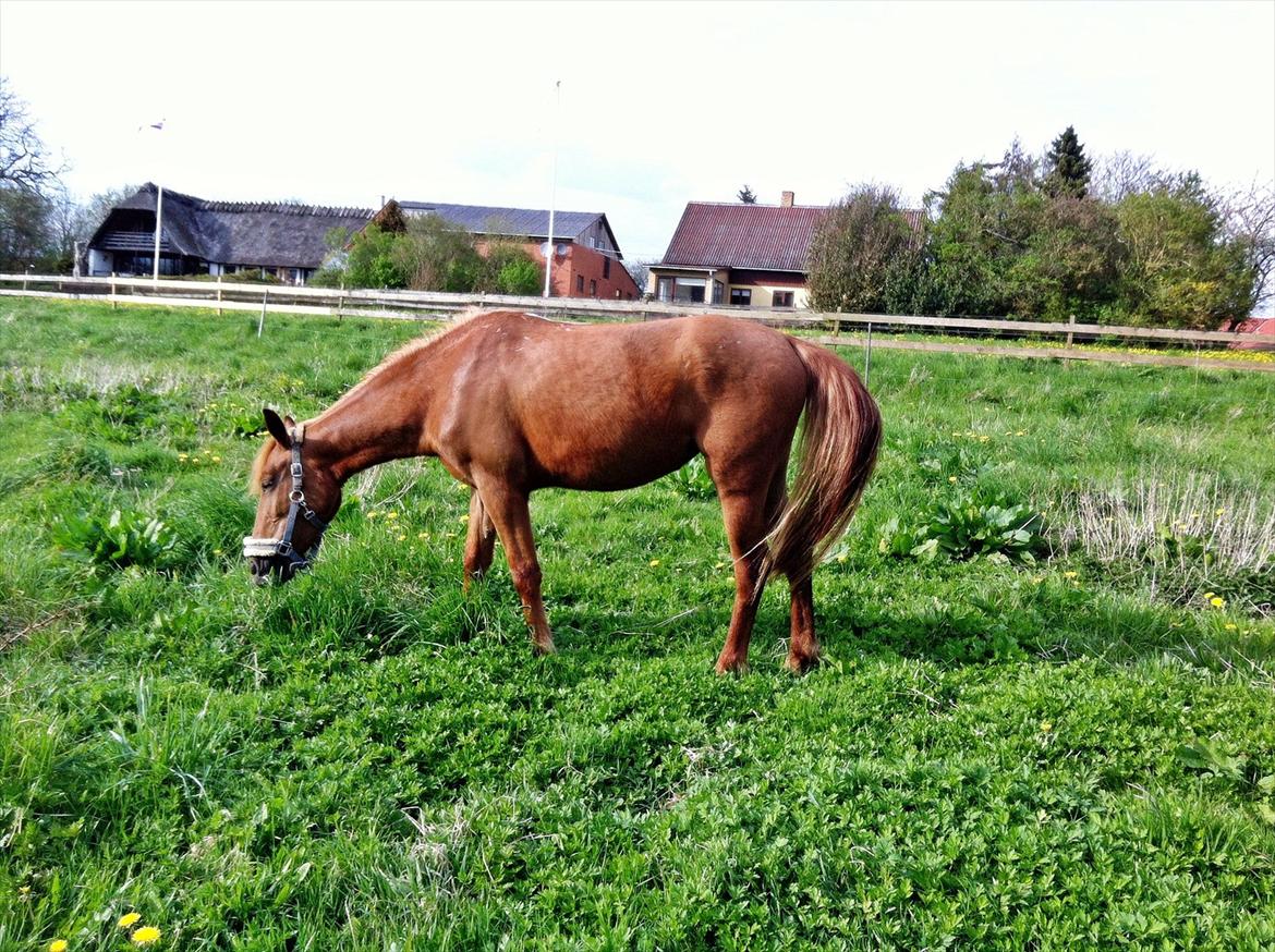 Anden særlig race Amy :i - Amy som står og græsser ;-) billede 10