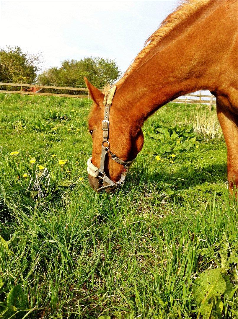 Anden særlig race Amy :i - Amy der æder sig fed i græs ;-) billede 3