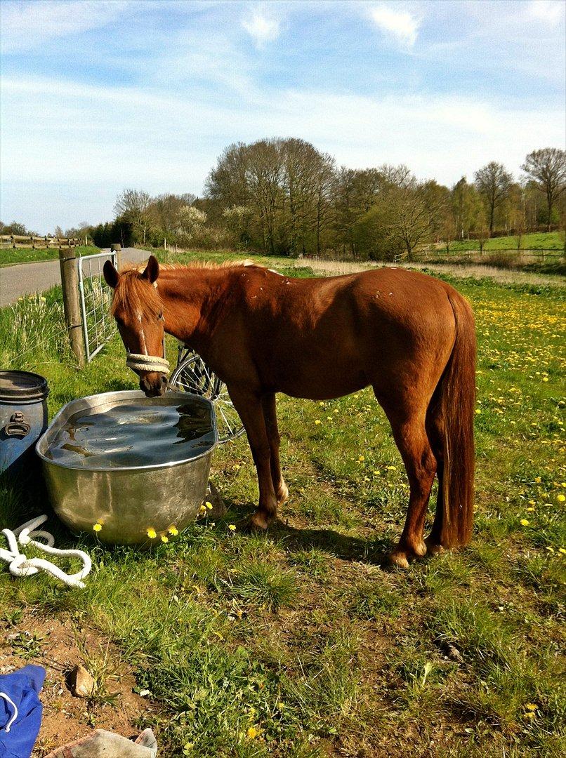 Anden særlig race Amy :i - Amy der leger med vand ;-) billede 11