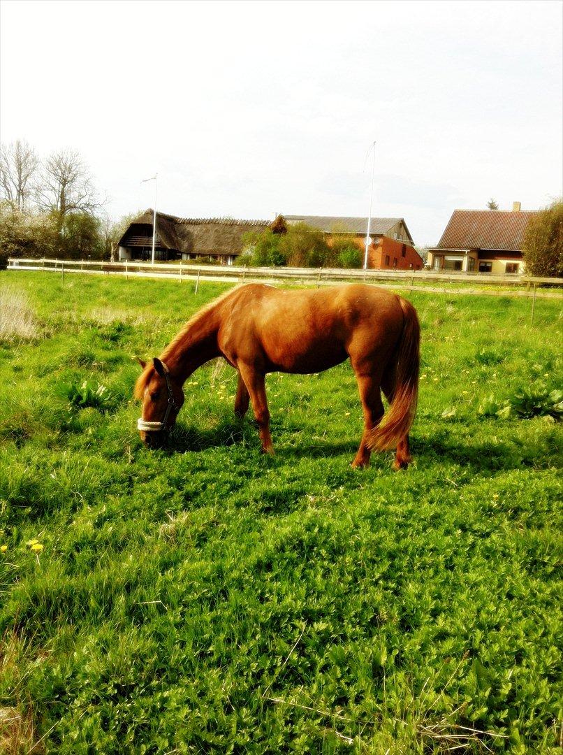 Anden særlig race Amy :i - Amy der æder gærs igen ;-) billede 12