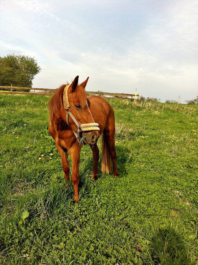 Anden særlig race Amy :i - Den lille søde pony :i

Synes selv det er et ret godt billede! :-) billede 8