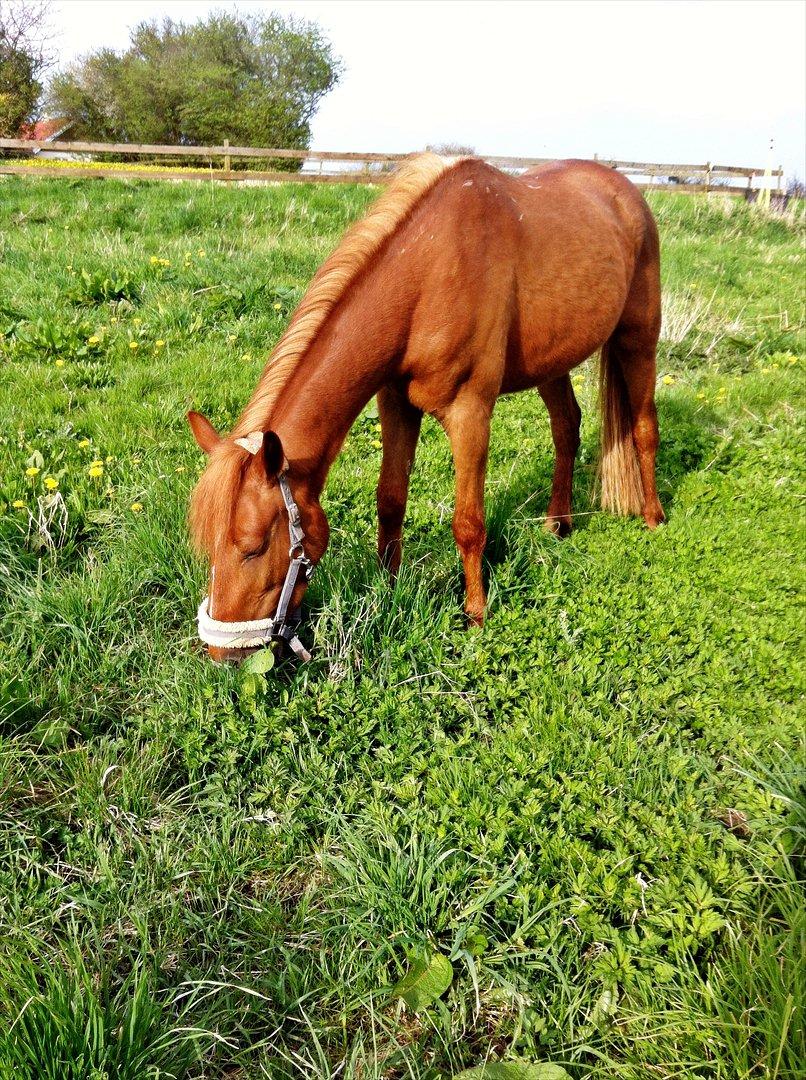 Anden særlig race Amy :i - Græsssss... billede 13