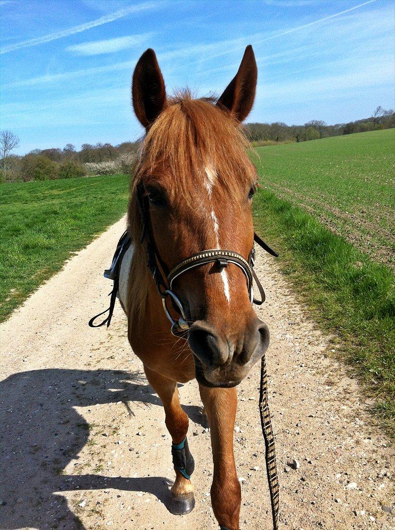 Anden særlig race Amy :i - Det er først gang i sit liv hun har sadel, transe og gamacher på :-)

Synes hun gjorde det ret godt! billede 14