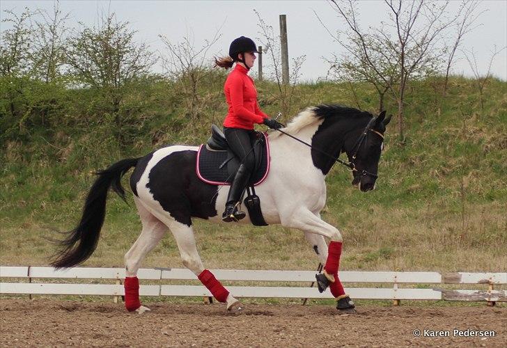 Pinto Vestervangs Miss Zorba - Træning april 2012 :-) billede 10