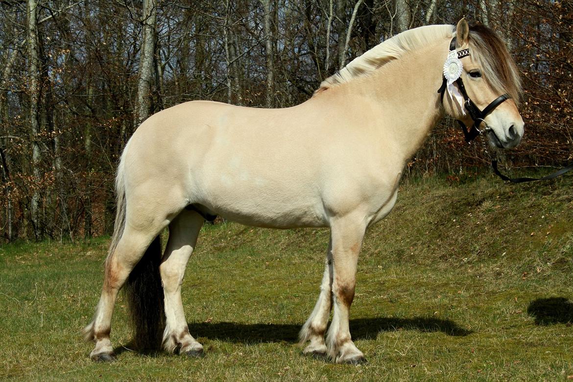 Fjordhest Lukas Hovborg <3 - Plagskue på Birken d. 14/4-12 Lukas gik fløj med 8888 8 dygtig dreng!!! :)<3 billede 13