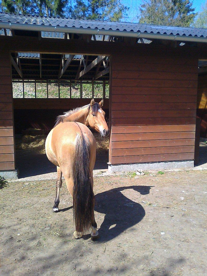 Anden særlig race Unica star - Unica foran vores lækre løsdriftstald. billede 20