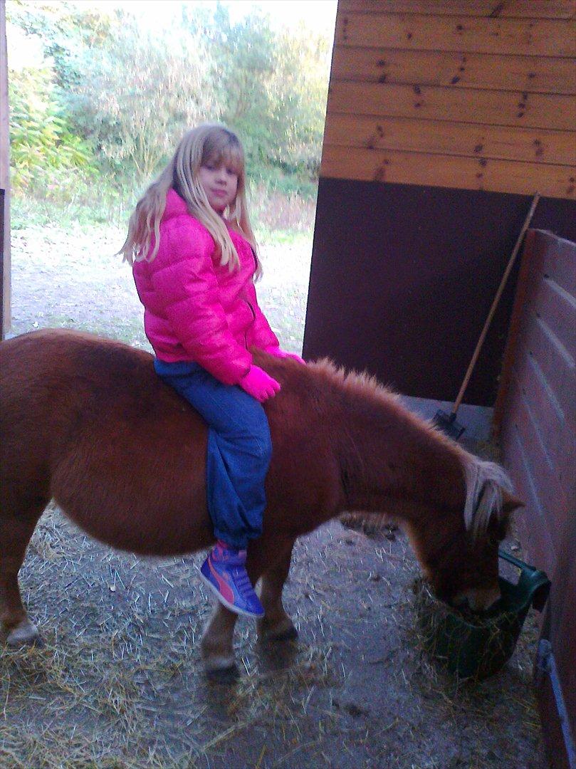 Shetlænder Lotta billede 16