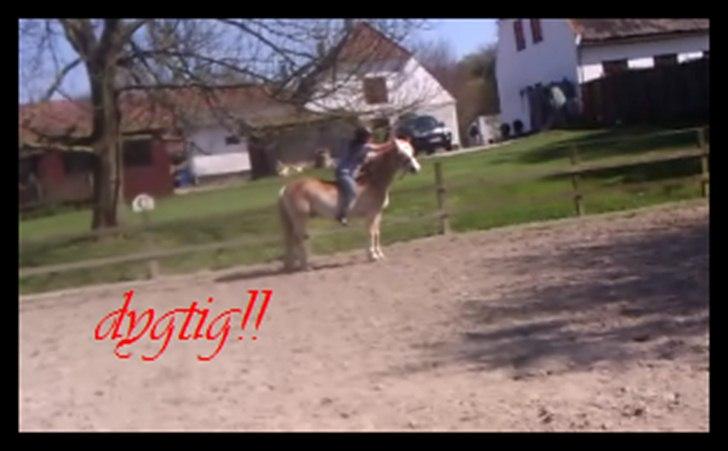 Haflinger bastian [tidl. part] :'( billede 8