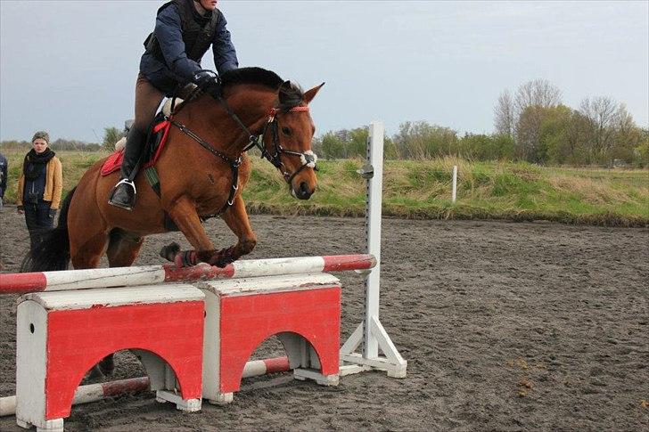 Anden særlig race Timon billede 3