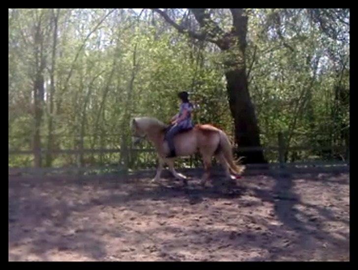 Haflinger bastian [tidl. part] :'( - 30/4<3 billede 9