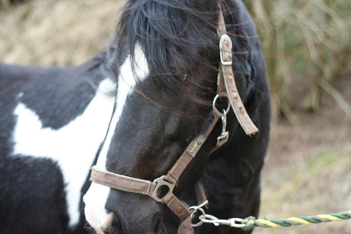 Anden særlig race Zafir billede 1