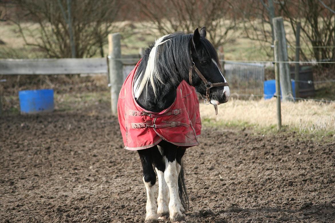 Anden særlig race Zafir billede 2