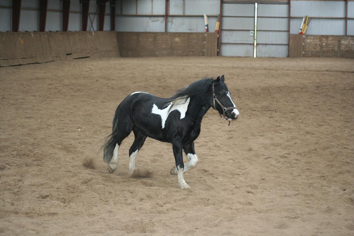 Anden særlig race Zafir billede 3