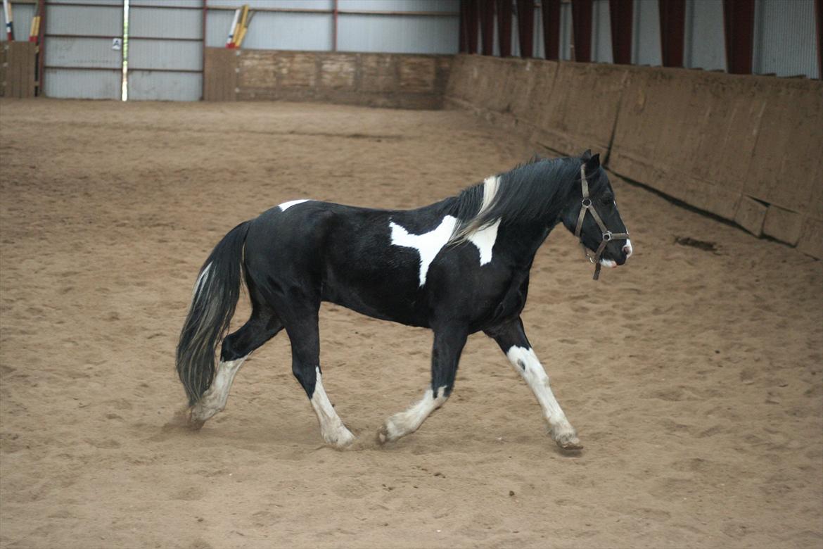 Anden særlig race Zafir billede 4