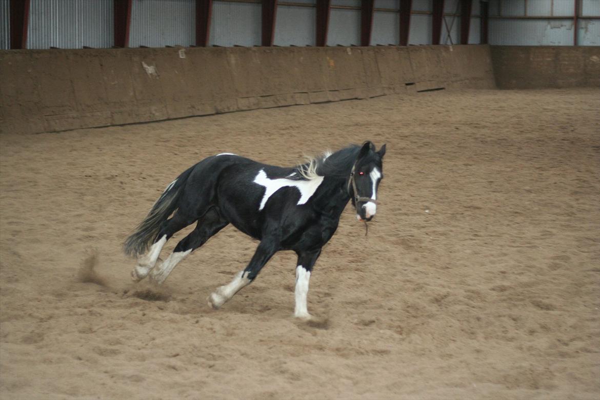 Anden særlig race Zafir billede 5