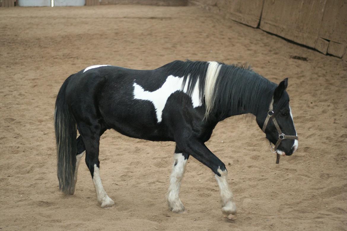 Anden særlig race Zafir billede 6