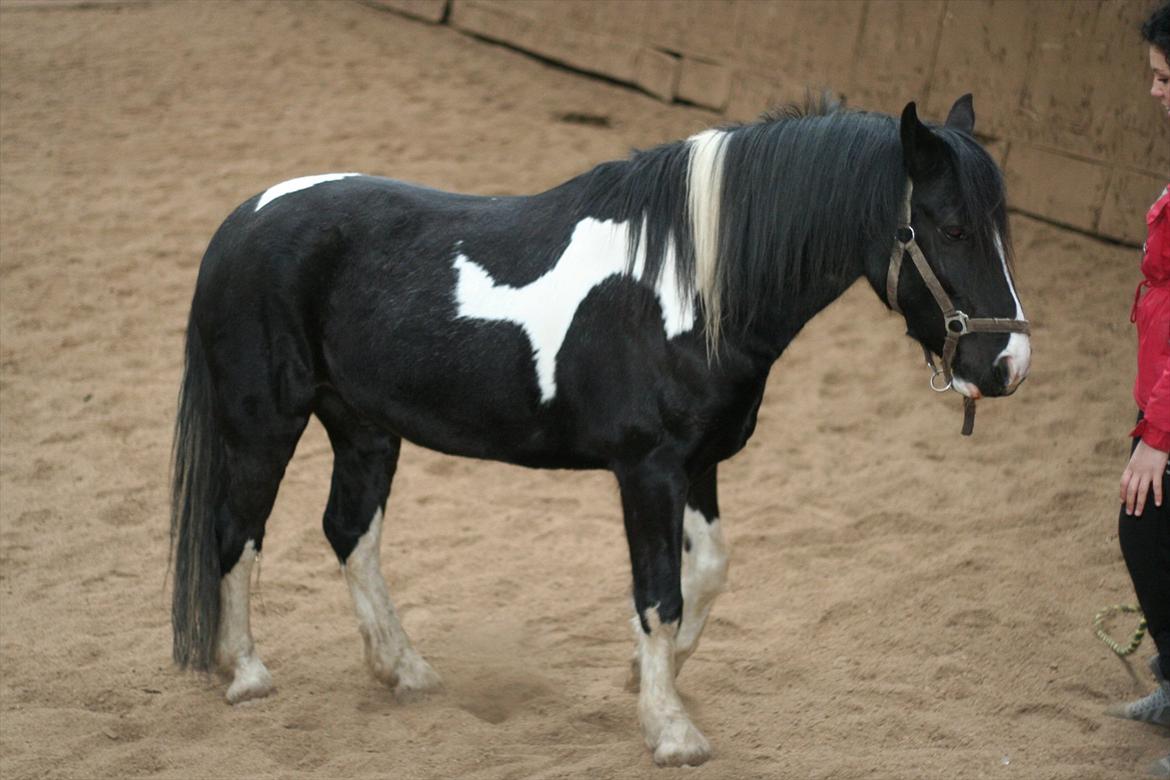 Anden særlig race Zafir billede 7