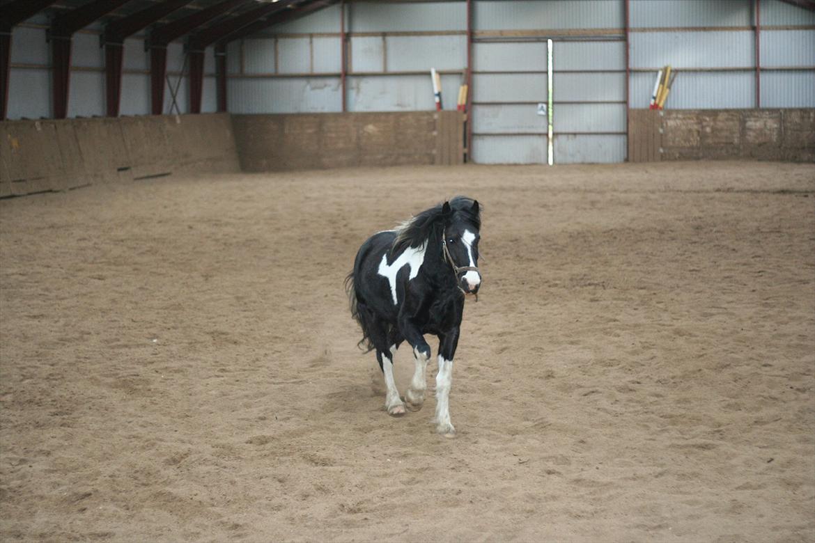 Anden særlig race Zafir billede 8