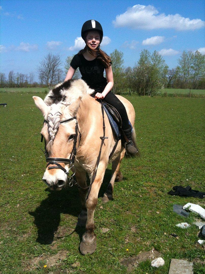 Fjordhest Lukas  - Sikke en flot hest, og han er min !  Hvor heldig har man lov at være?!:D<3 billede 11