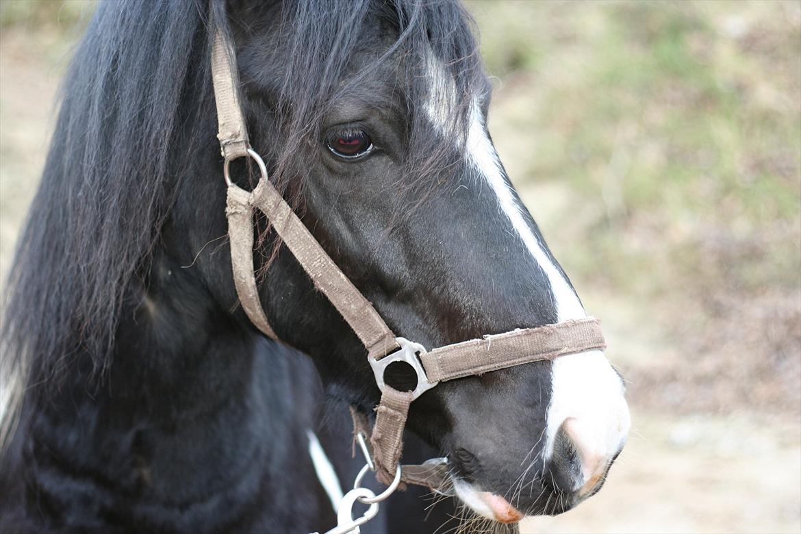 Anden særlig race Zafir billede 9