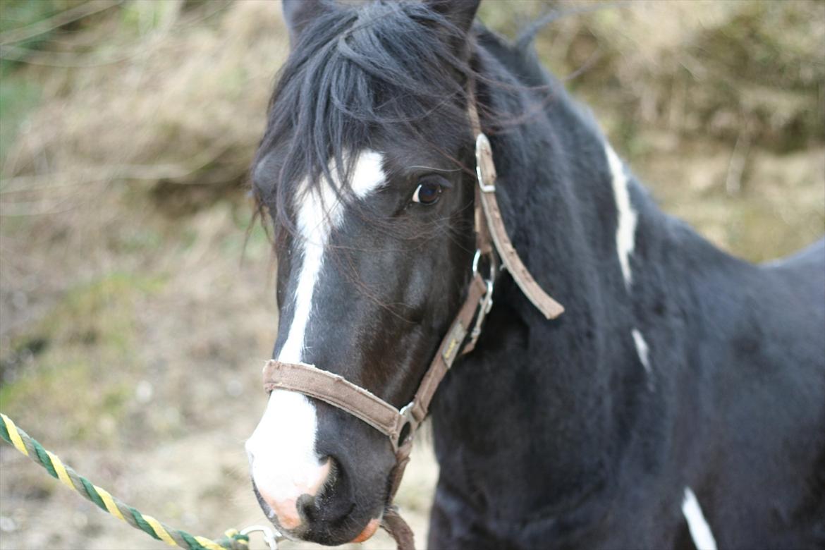 Anden særlig race Zafir billede 10
