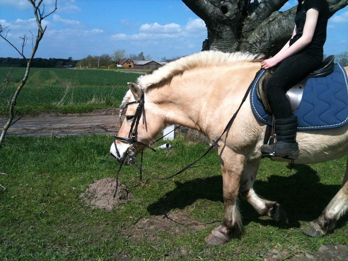 Fjordhest Lukas  billede 5