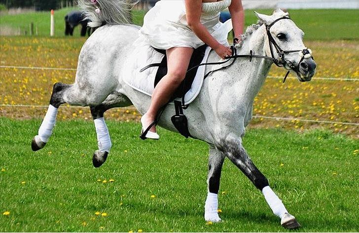 DSP Nordenhøjs Freja SOLGT billede 9