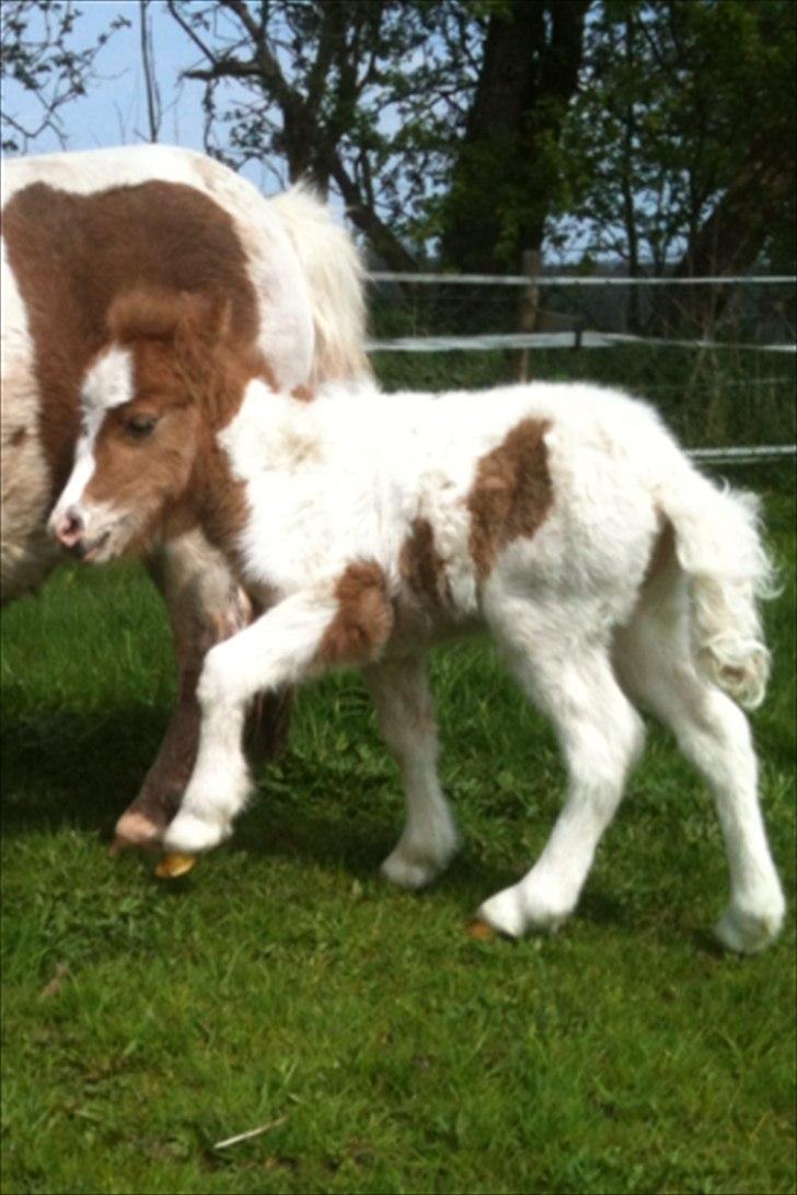 Shetlænder Choco<3 billede 2