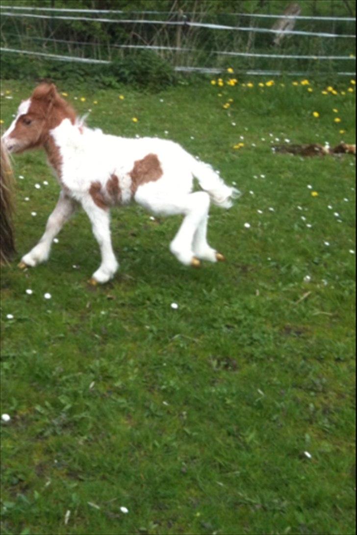 Shetlænder Choco<3 billede 3