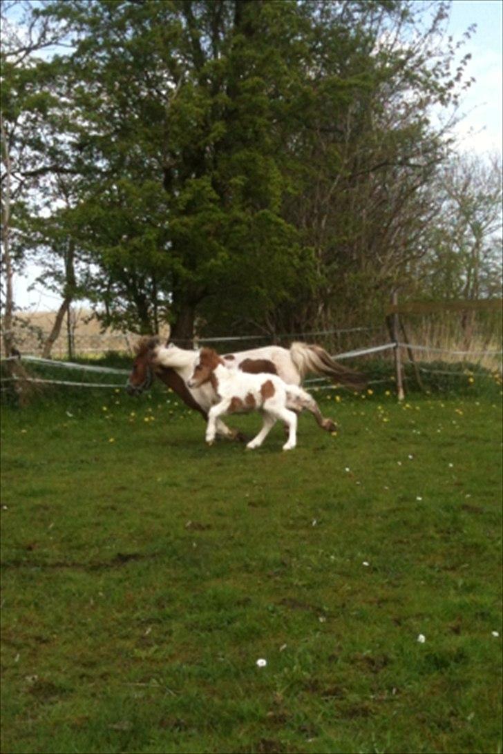 Shetlænder Choco<3 billede 5