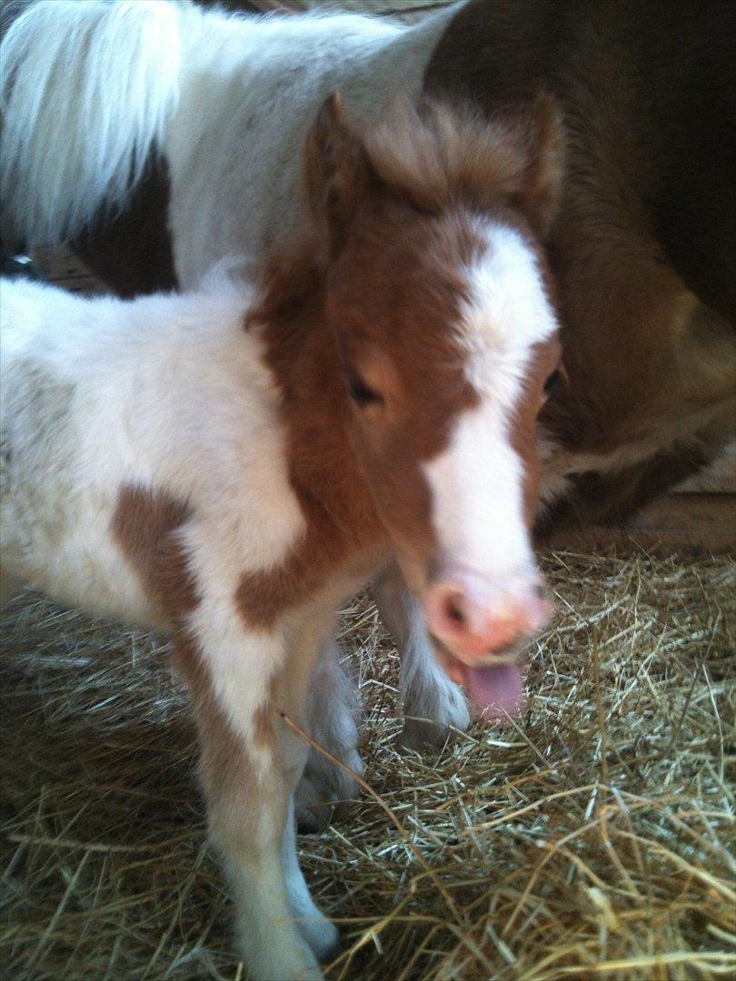 Shetlænder Choco<3 billede 7