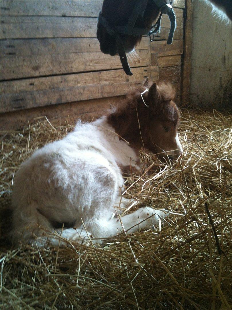 Shetlænder Choco<3 billede 8