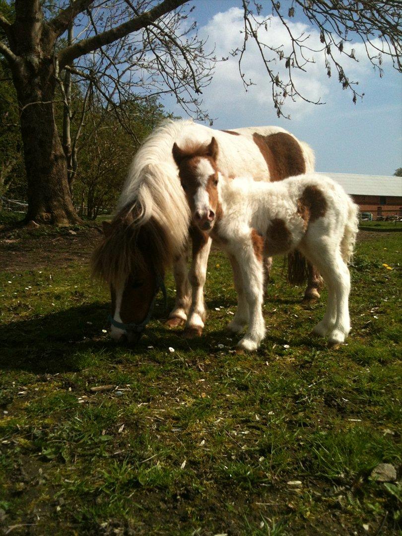 Shetlænder Choco<3 billede 10
