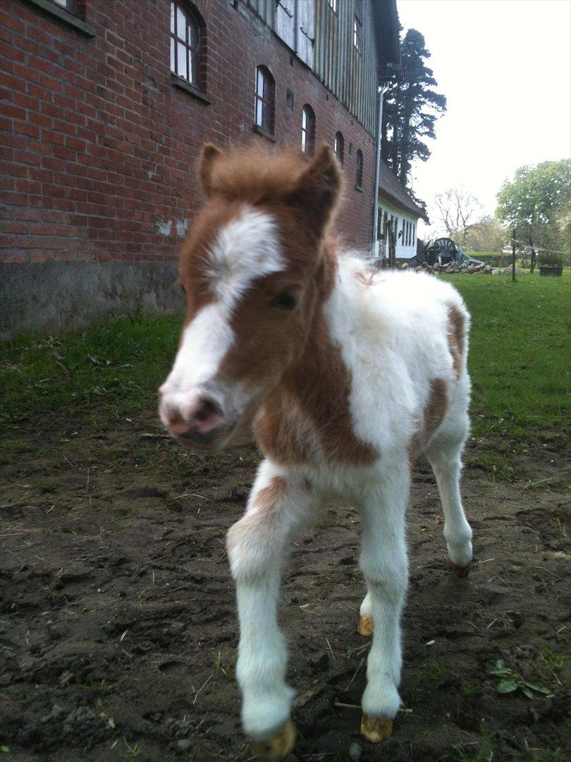 Shetlænder Choco<3 - Første gang på fold<3 billede 12