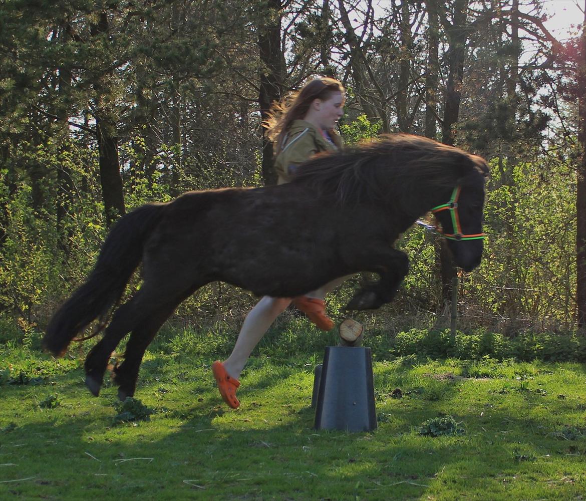 Shetlænder Ravnegårds Tootsie *Udlånt* - Flyyyyv billede 2