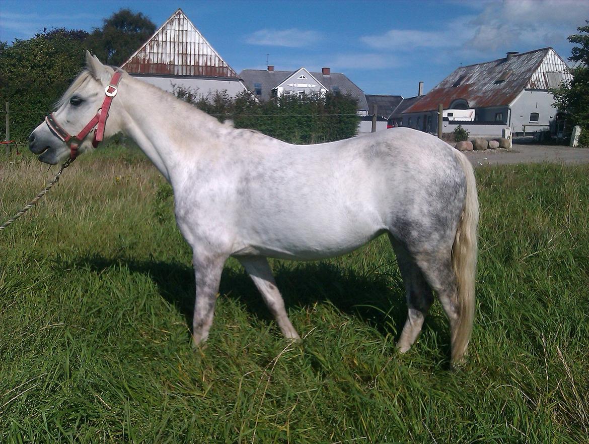 Welsh Mountain (sec A) Gribsvad Niros (Familiens pony) - Model billede 1