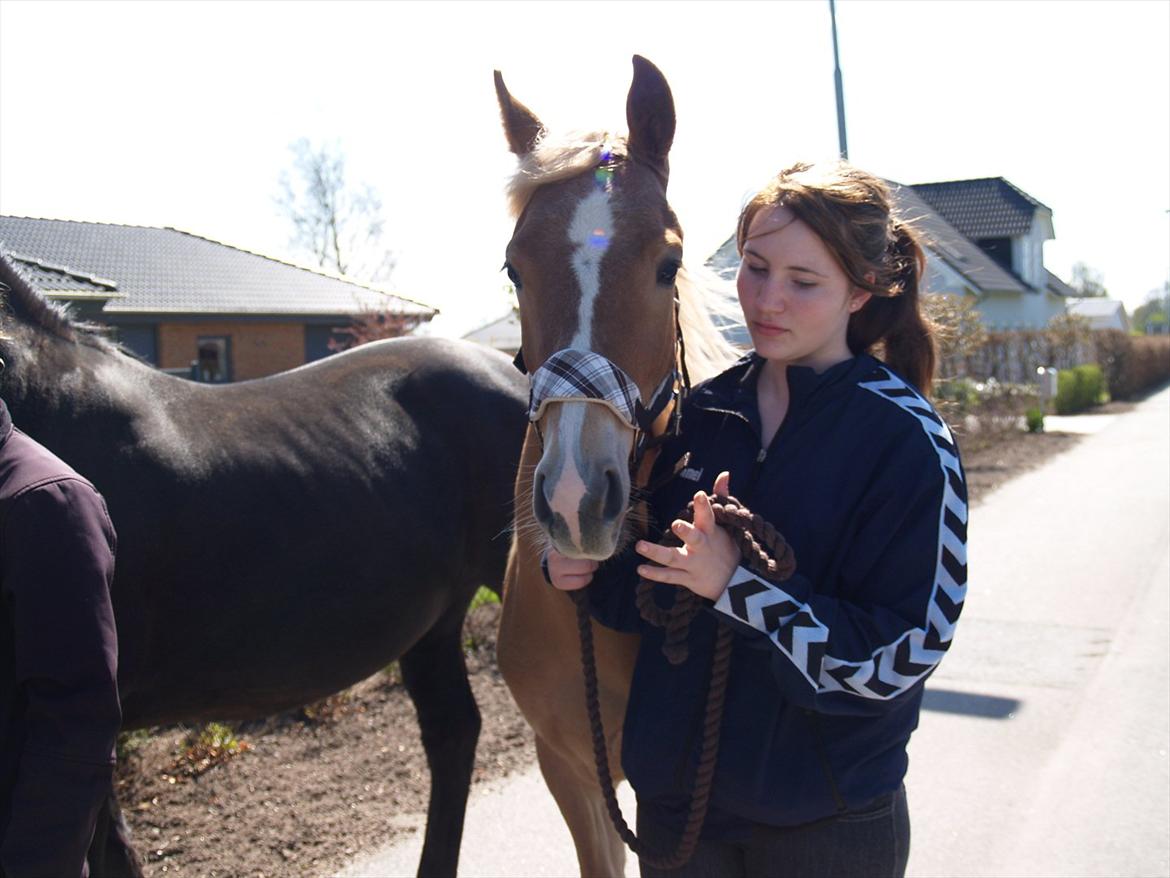 Anden særlig race Cavallo Fortonato - 02.05.2012 billede 1