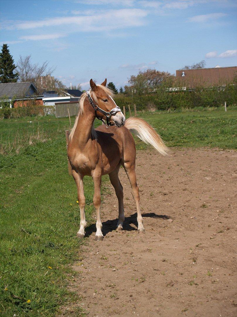 Anden særlig race Cavallo Fortonato - 02.05.2012 billede 8