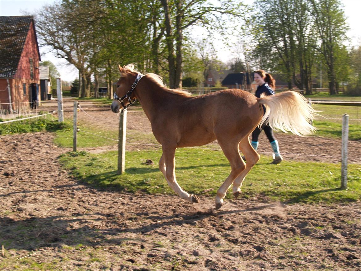 Anden særlig race Cavallo Fortonato - 05.05.2012 billede 5