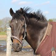 Hollandsk Sportspony Egano.