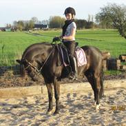 Welsh Pony (sec B) Bjerregaards Valentin<3