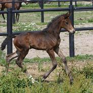 Mecklenburger Sweet Pea E (Ærten)