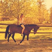 Welsh Pony af Cob-type (sec C) Daisy