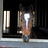 Welsh Pony af Cob-type (sec C) Daisy