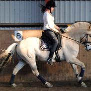 Fjordhest Ryttergårdens Herodes