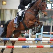 Dansk Varmblod Chubby Ask