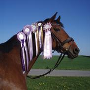 Dansk Varmblod Damira Kild