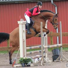 Dansk Varmblod Schannon